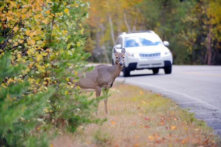 A white-tailed deer is standing on the grassy shoulder of a paved road, partially obscured by green and yellow autumn foliage in the road.