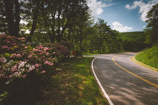 Winding road through a green forest with blooming pink and white mountain laurel on the left.